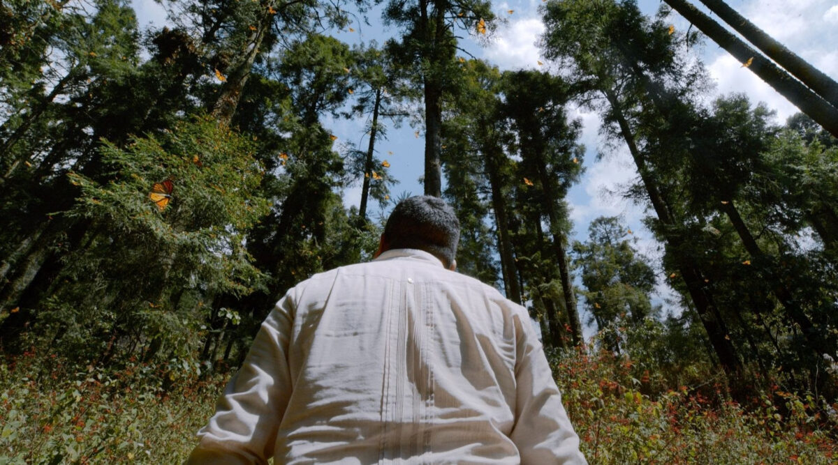 Ambulante. Guardián de la Monarca