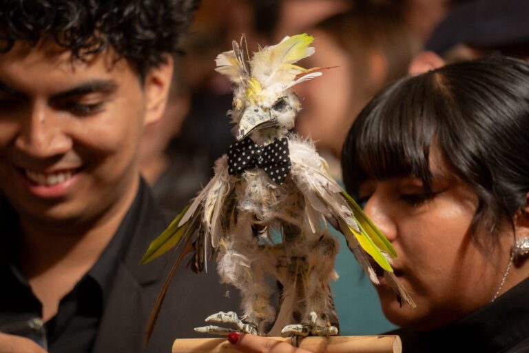 Animal Film Fest