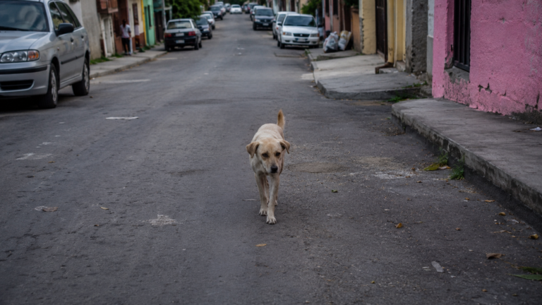 Perros