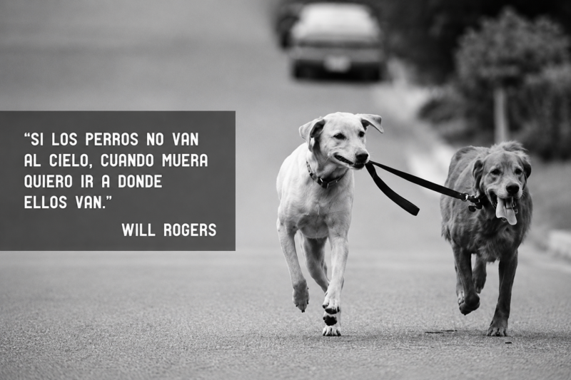 Perros