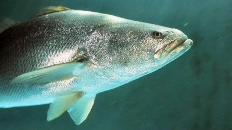Totoaba