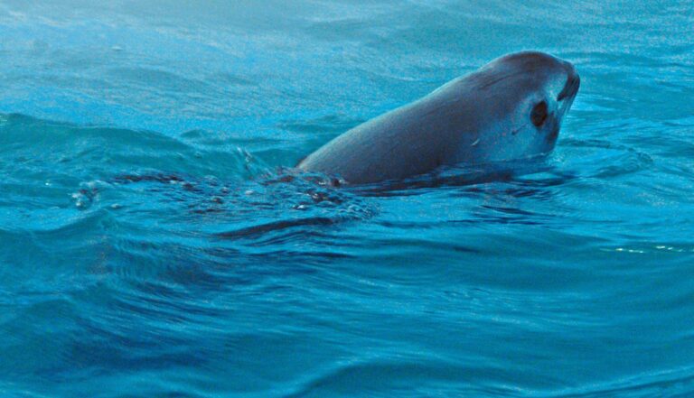 Vaquitas marinas