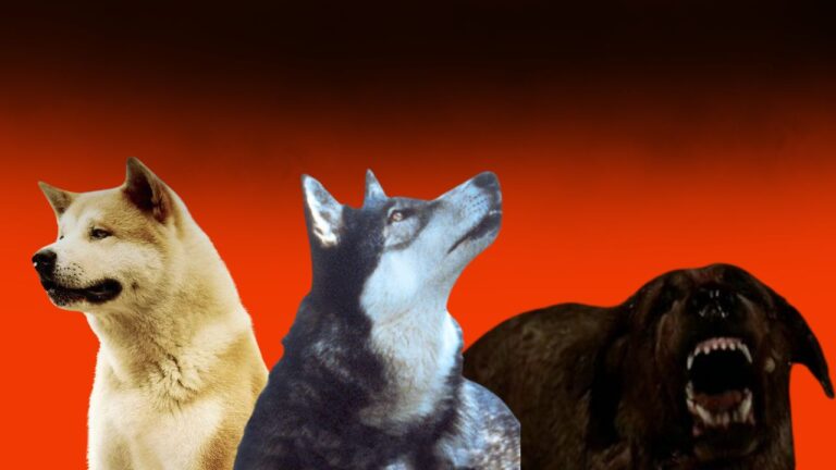 Top 5 curiosidades sobre películas de perros Películas de perros
